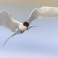 gulls terns sky-Bird Photography HD wallpaper Wallpaper 1920x1080[10wallpaper.com]